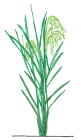 Rice Plant