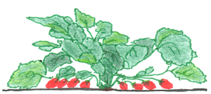 Strawberry Plant