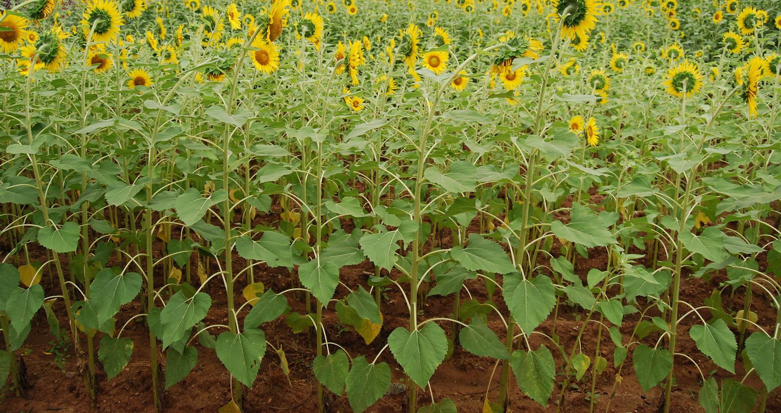 N deficient sunflowers