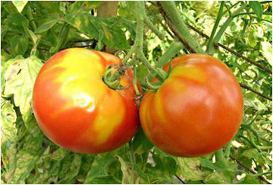 Picture of K deficient Tomatoes
