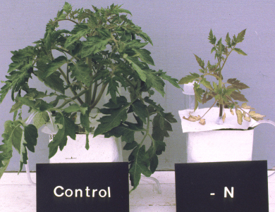 Picture of N deficient Tomato Plant