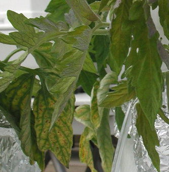 Picture of N deficient Tomato leaf