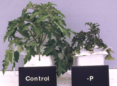 Picture of P deficient Tomato Plant