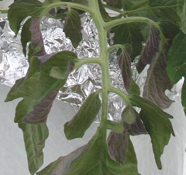 Picture of P deficient Tomato leaf