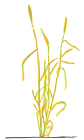 Wheat Plant