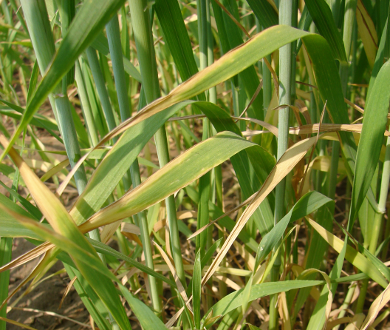 K deficient wheat