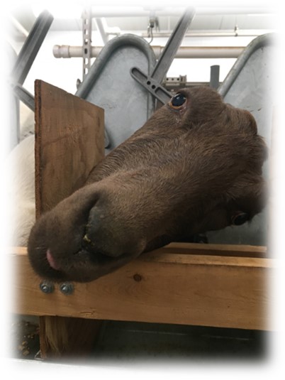 horse in feeding trial