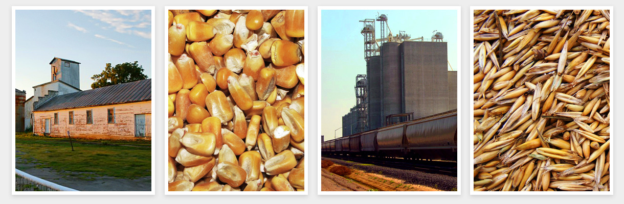 montage of feed including corn kernels, feed barn & silo, mill & railcar, and wheat