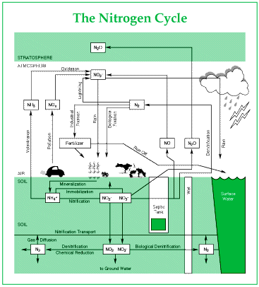 The Nitrogen Cycle