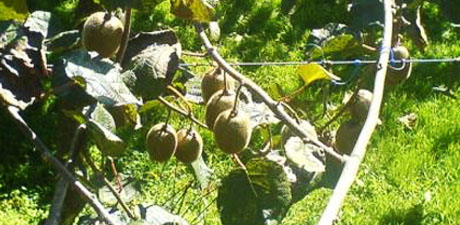 kiwis on trees