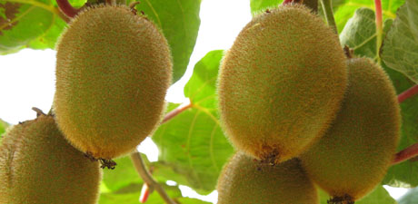 kiwis up close