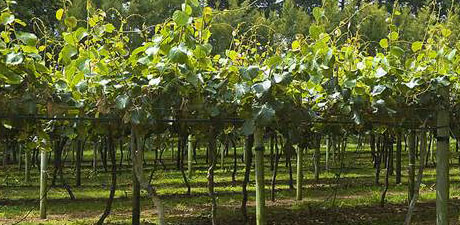 grove of kiwi trees