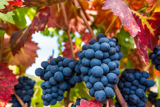 grapes on the vine