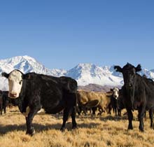 cows in field