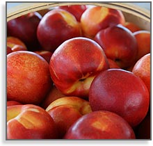 nectarines