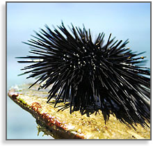 urchin