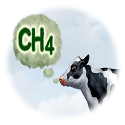 cow