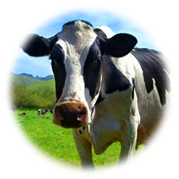 cow