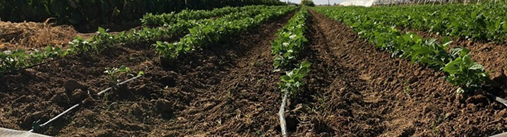 rows of crops