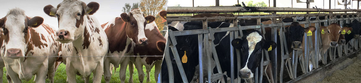 Montage of cow photos