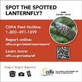 small lanternfly ad adult