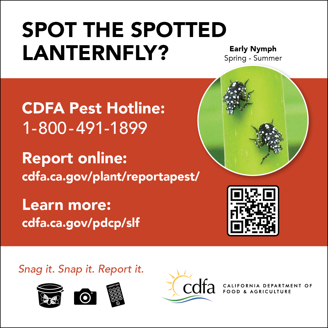CDFA - PDCP - Advisory Groups - PD/GWSS Board - Spotted Lanternfly