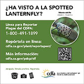 small lanternfly ad adult (spanish)