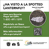 small lanternfly ad egg mass (spanish)