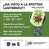 small lanternfly ad late nymph (spanish)