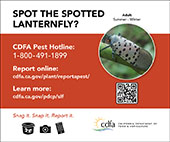 small lanternfly banner adult