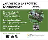 small lanternfly banner adult (spanish)