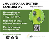 small lanternfly banner early nymph (spanish)