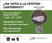 small lanternfly banner late nymph (spanish)