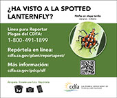 small lanternfly banner egg mass (spanish)