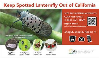 small lanternfly one-fourth ad horizontal