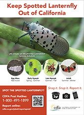 small lanternfly one-fourth ad vertical