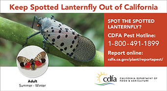 small lanternfly one-sixth ad adult