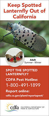 small lanternfly one-sixth vertical ad adult