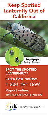 small lanternfly one-sixth vertical ad early nymph