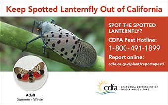 small lanternfly one-eigth ad adult