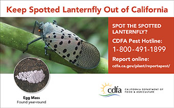 small lanternfly one-eigth ad egg mass