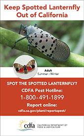 small lanternfly one-eigth vertical ad adult