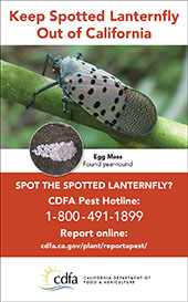 small lanternfly one-eigth vertical ad egg mass