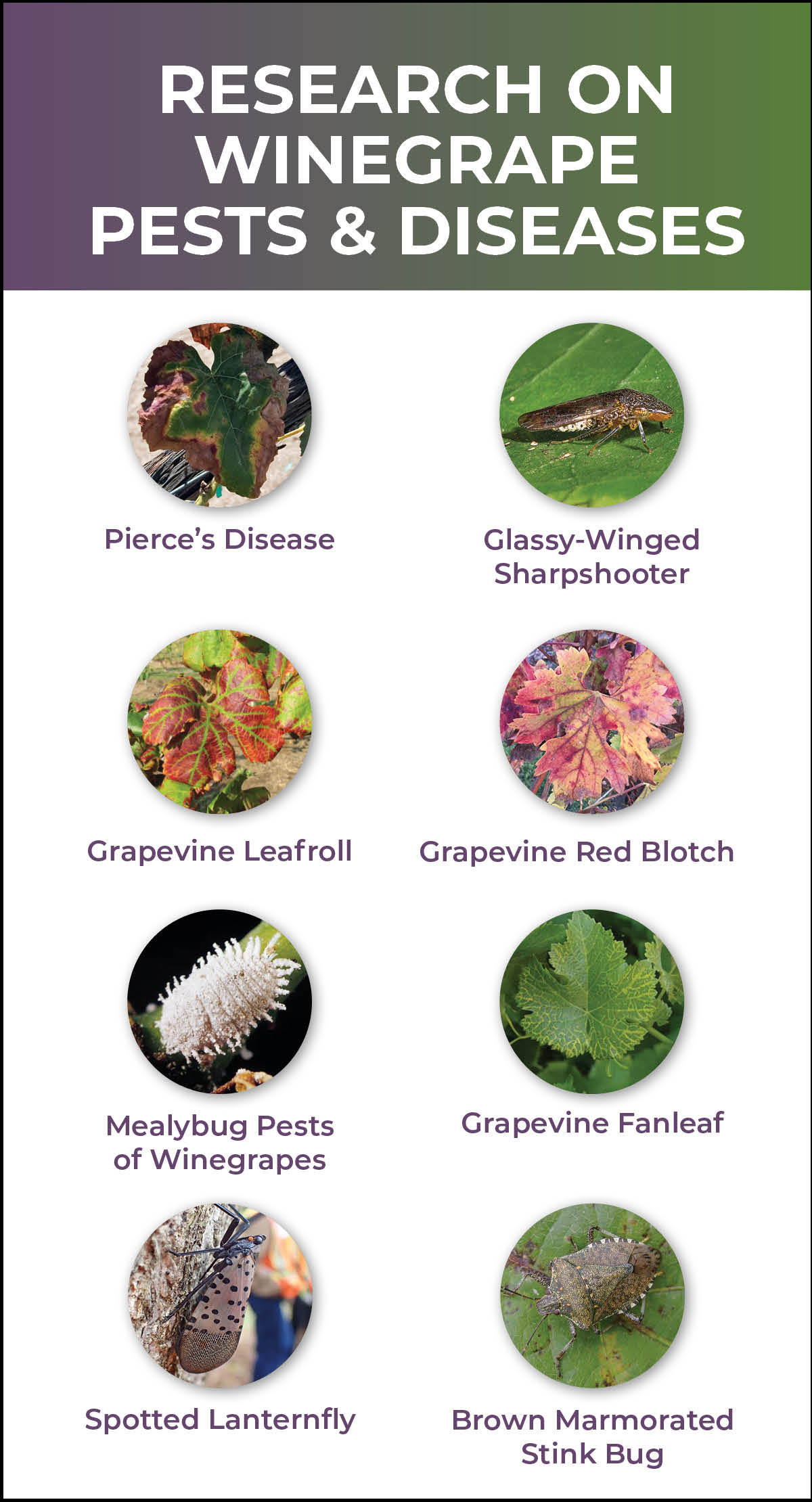 RESEARCH ON WINEGRAPE PESTS & DISEASES