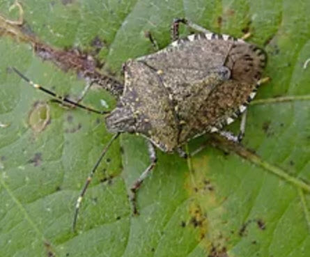 Brown marmorated stink bug