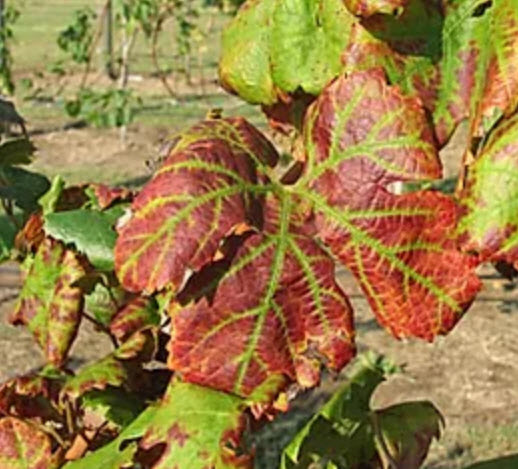 Grapevine Leafroll Disease