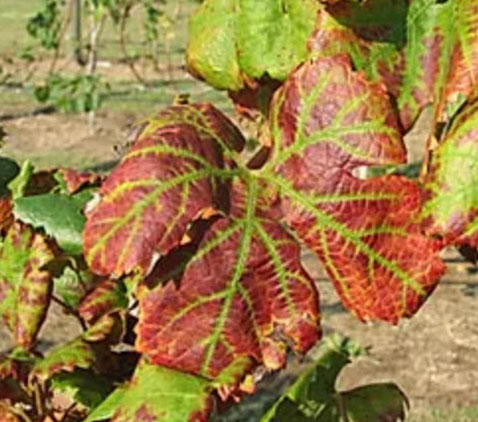 Grapevine leafroll disease