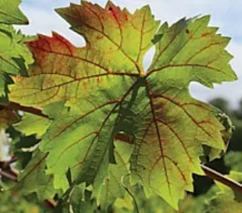 Grapevine red blotch disease