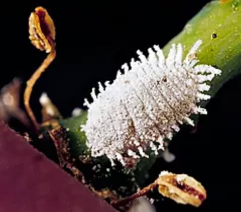 Vine mealybug