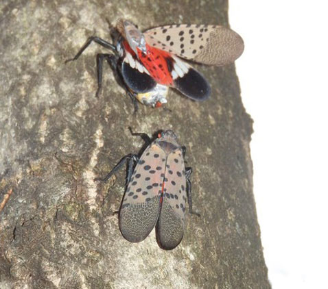 Two adult spotted lanternflies